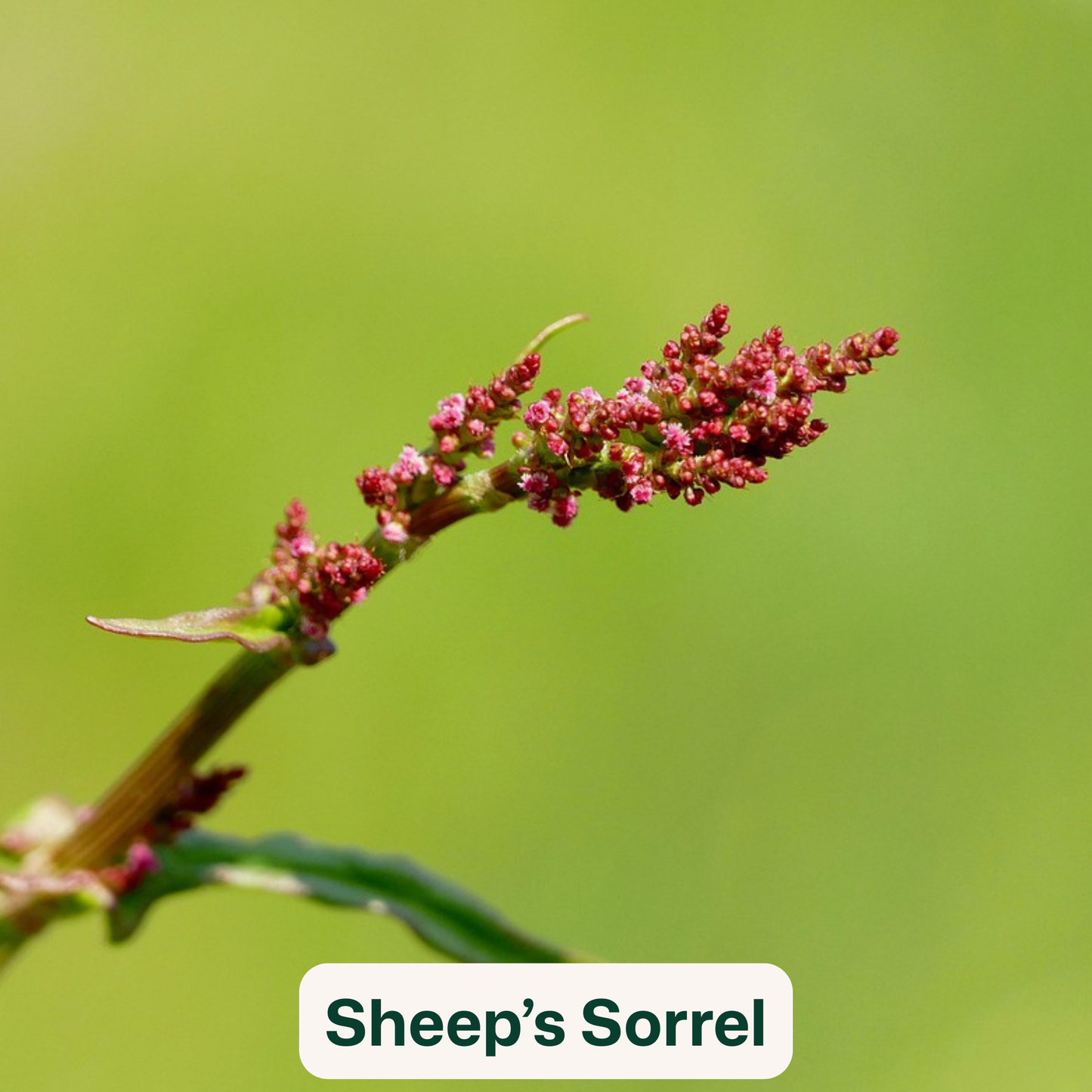 Bird Blooms - wildflower seedballs that produce natural food for garden birds