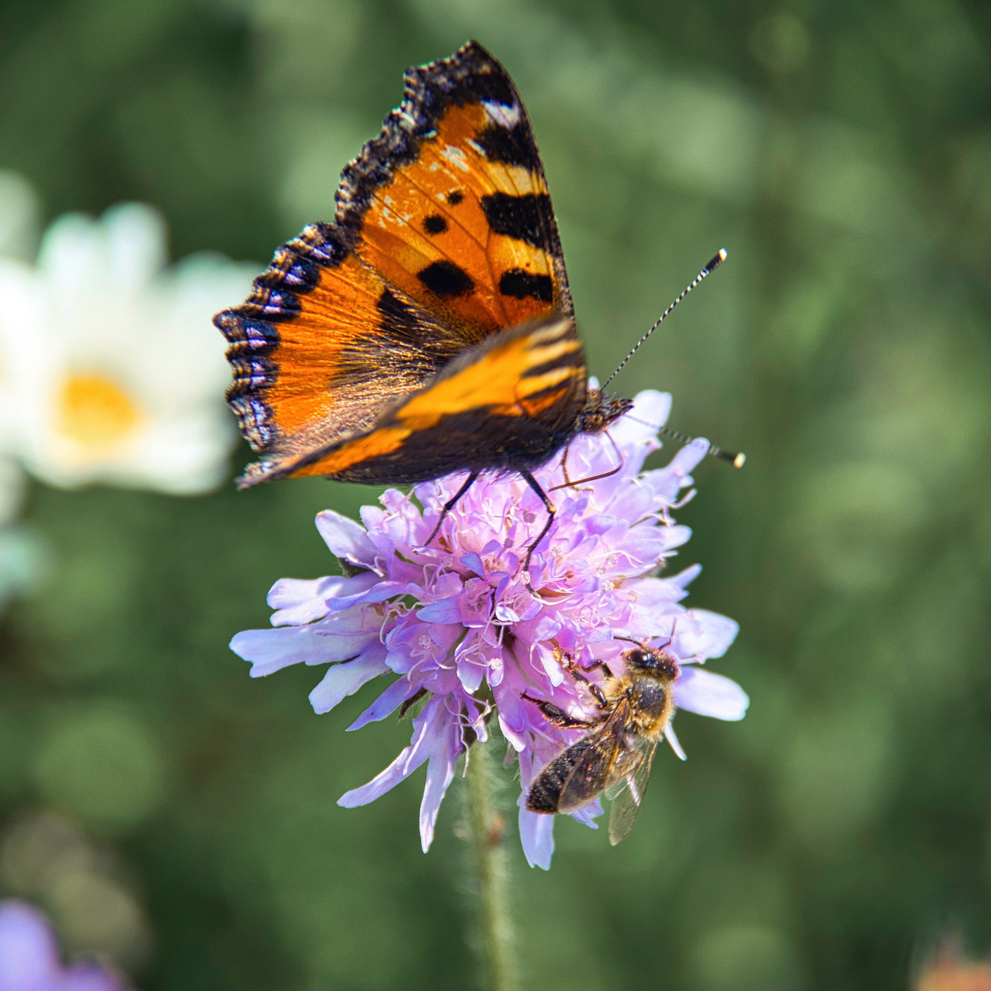 The Butterfly and Blooms Box