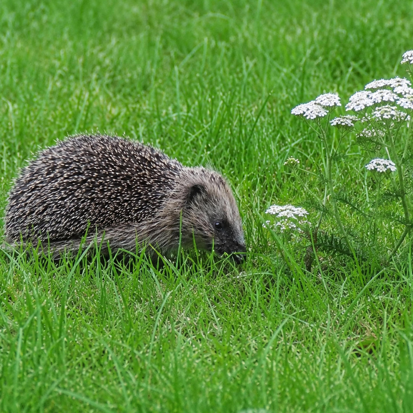 The Hedgehog and Blooms Box