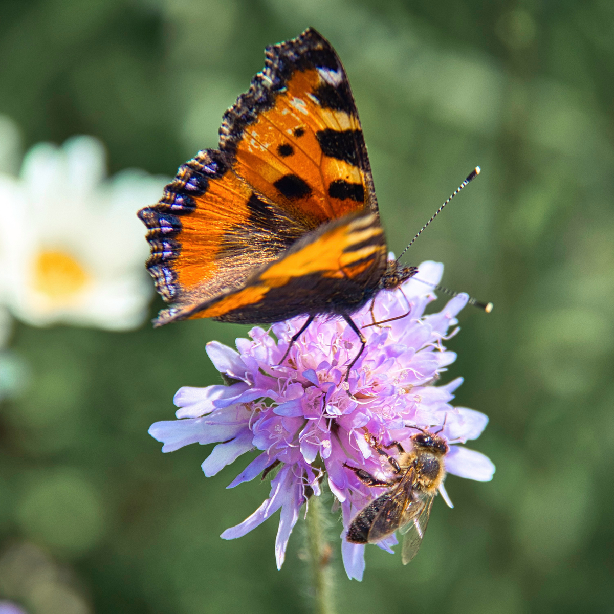 Butterfly Blooms seedballs - Grow your own butterfly food