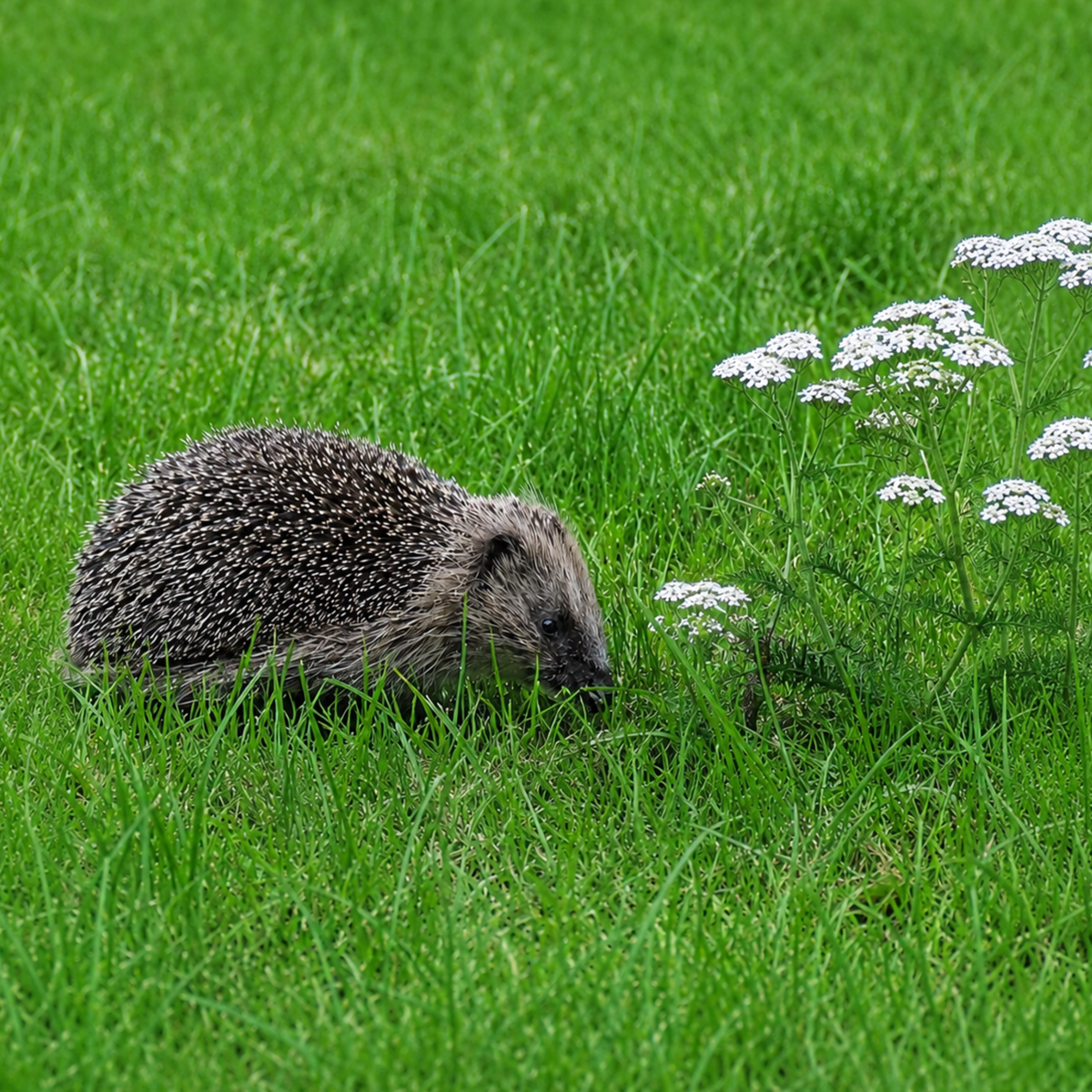 The Hedgehog and Blooms Box