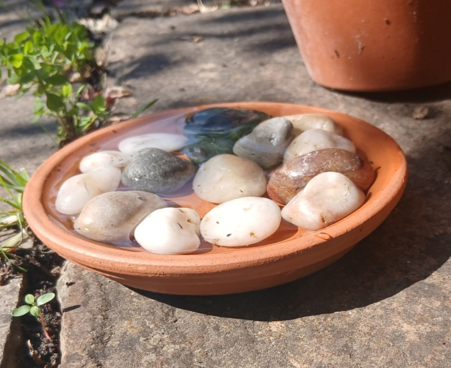 How to Create a Bee Watering Station in Your Garden: A Simple Way to Help Bees in Summer