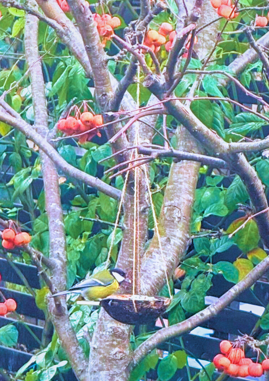 Caring for Bird Feeders in Wet UK Weather: Why It Matters for Garden Birds