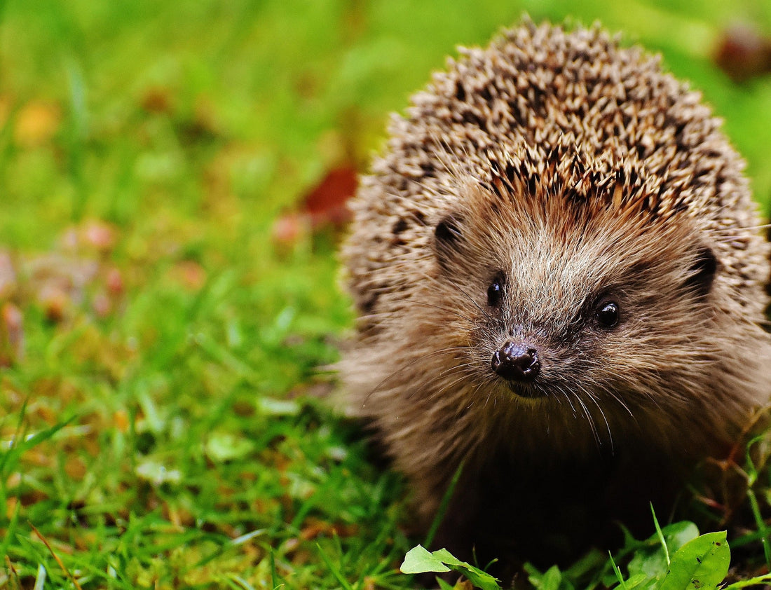 What Is No Mow May and How Does It Help UK Garden Birds and Wildlife?