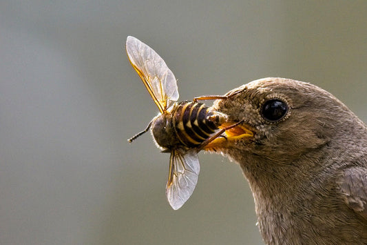 Why Insects Are Essential for UK Garden Birds and How Gardens Can Support Them