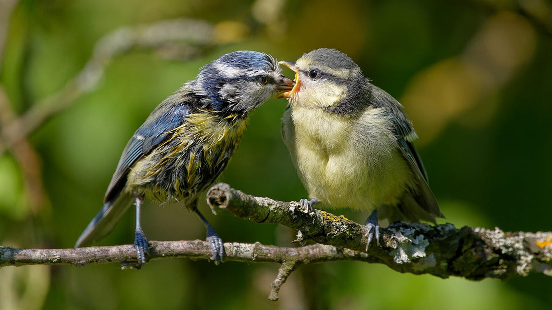 Feeding Garden Birds Properly: Why Nutritional Bird Seed Matters More Than Ever