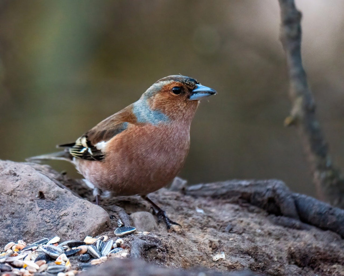 Common Garden Birds in Winter (UK Guide): How to Feed and Support Birds in Cold Weather