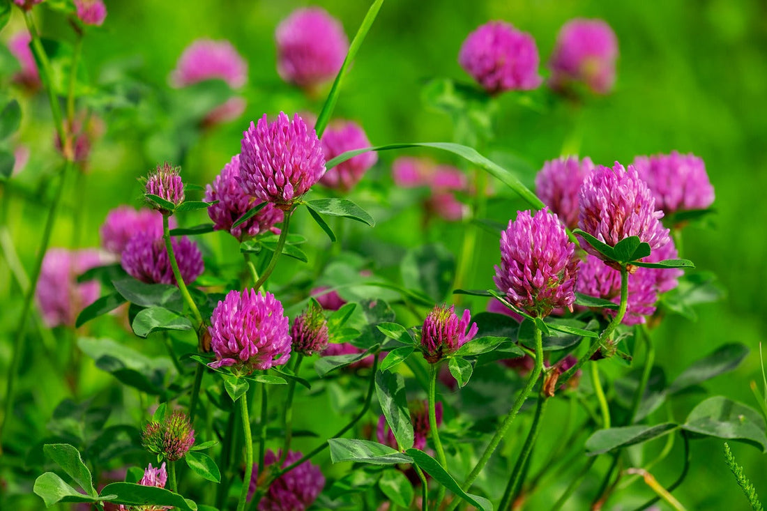When to Scatter Wildflower Seedballs in Spring for the Best Results in the UK
