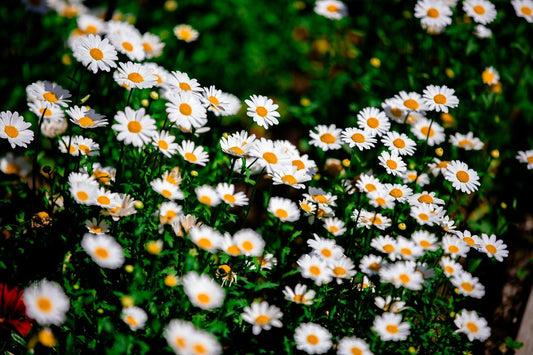 Why Spring Is a Great Time to Plant Wildflower Seeds in the UK