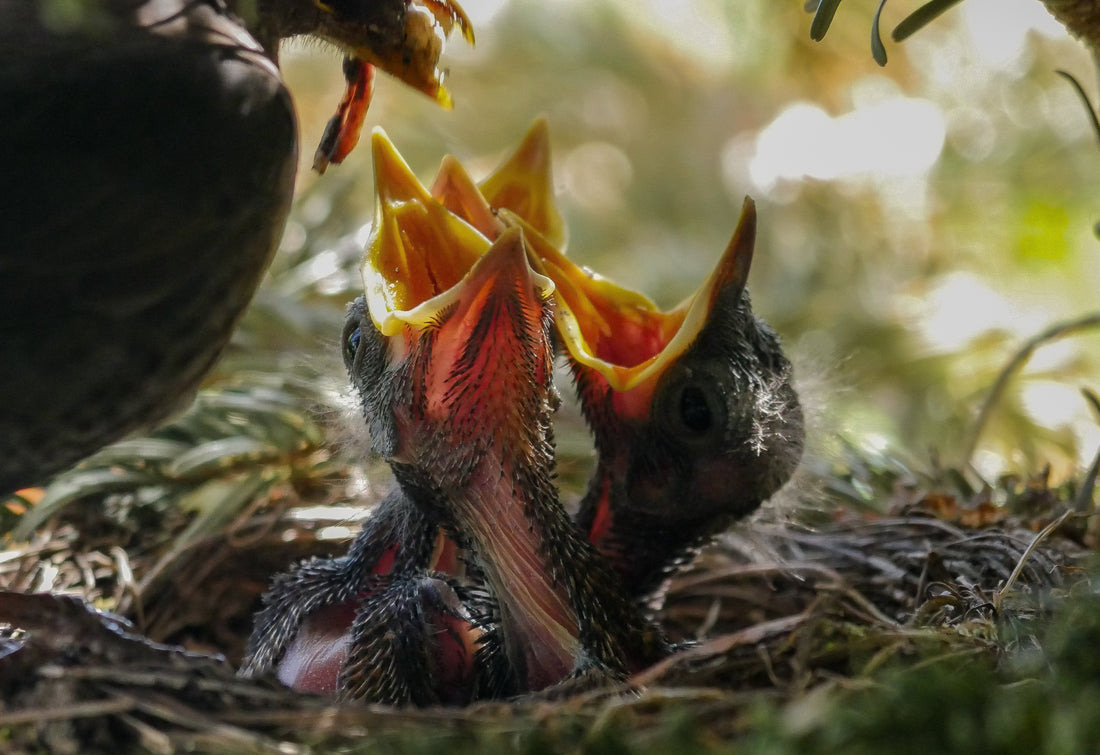 Why Garden Bird Chicks Rely on Insects in the UK (And How to Support Them Naturally)