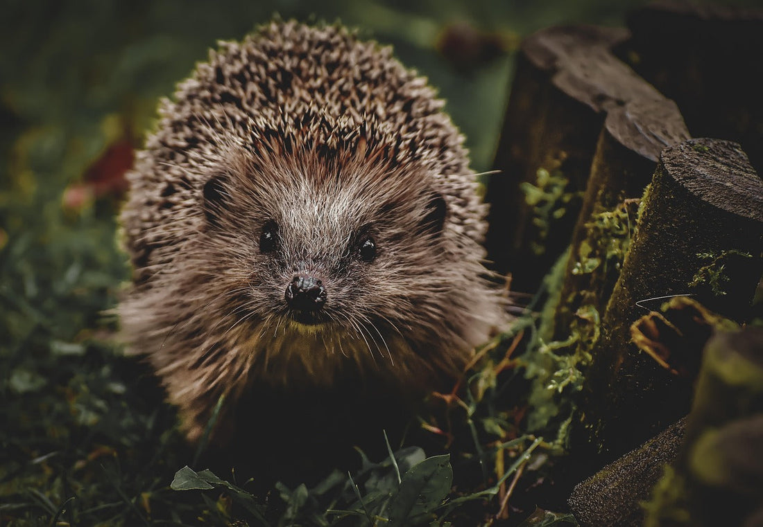 How to turn your garden into a wildlife haven