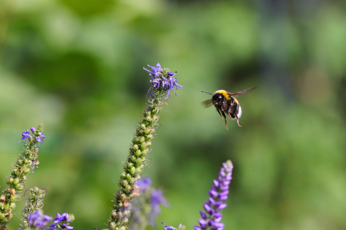 Why Bees Are Essential for UK Wildlife (And How to Make Your Garden Bee Friendly)