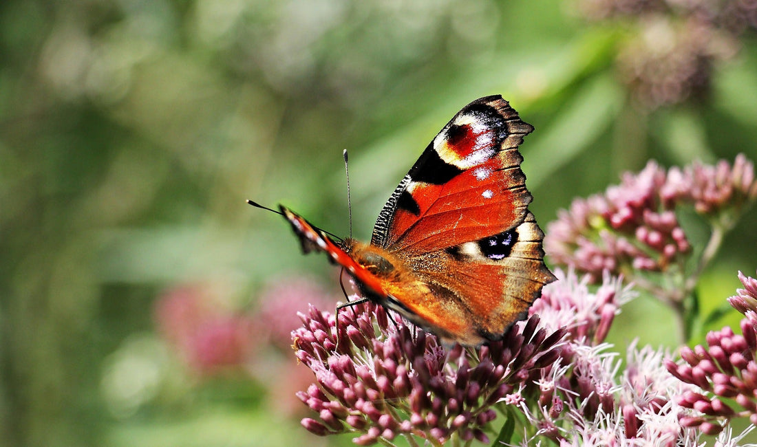 Why Wildflowers Are So Important for Butterflies in the UK: How to Create a Butterfly-Friendly Garden