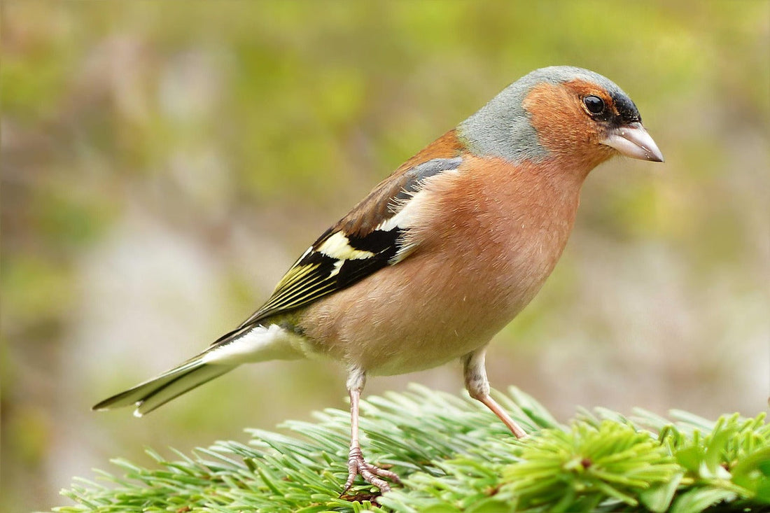 How to Attract UK Garden Birds to Your Garden Naturally and Successfully