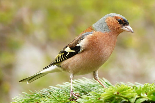How to Attract UK Garden Birds to Your Garden Naturally and Successfully