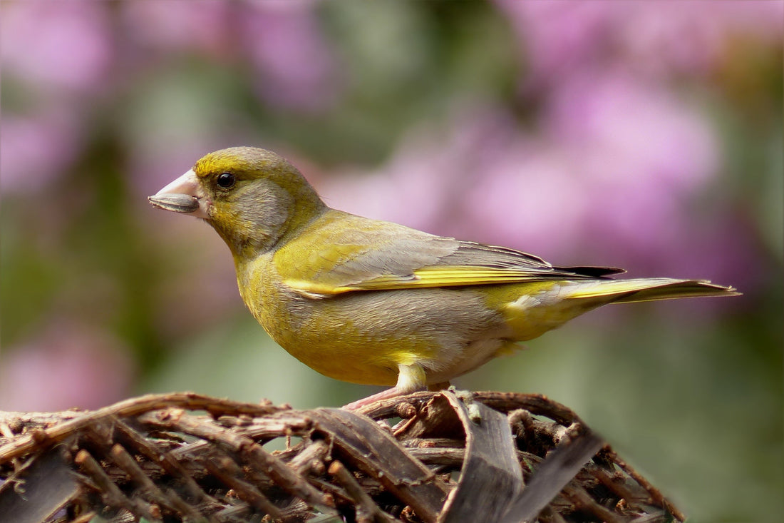 Top 10 Ways to Attract More Garden Birds to Your Garden This Spring (UK Guide)
