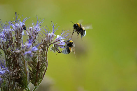 The Wild Garden Box - Eco rewilding gift boxes to help nature fight!