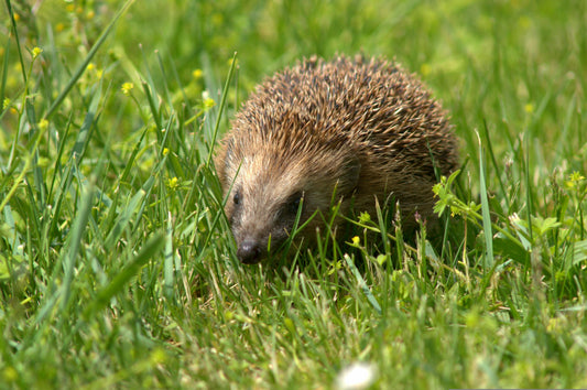 Why Wildflowers Are Essential for Hedgehogs in the UK