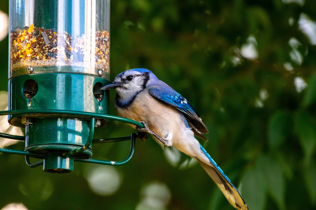 How to Keep Bird Feeders Clean and Disease Free in the UK