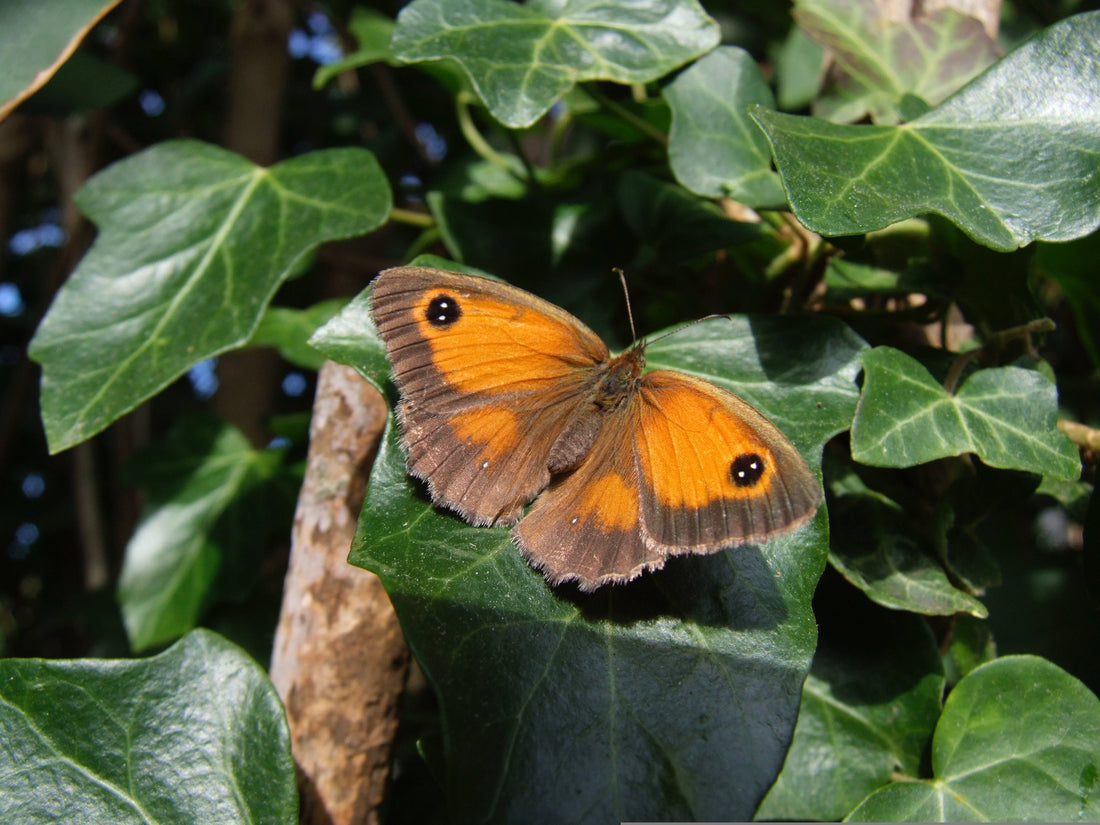 How to Create a Butterfly Puddling Dish in Your Garden - A Simple Way to Help UK Butterflies This Summer