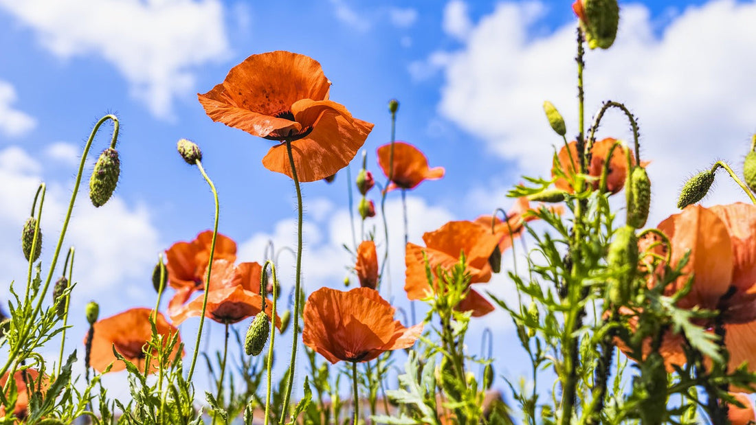 Why wildflowers are so important for birds