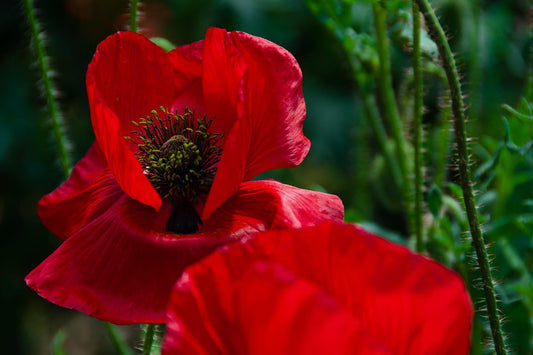 Autumn Wildlife Gifts – Why Autumn is the Best Time to Sow Wildflowers and Feed Garden Birds