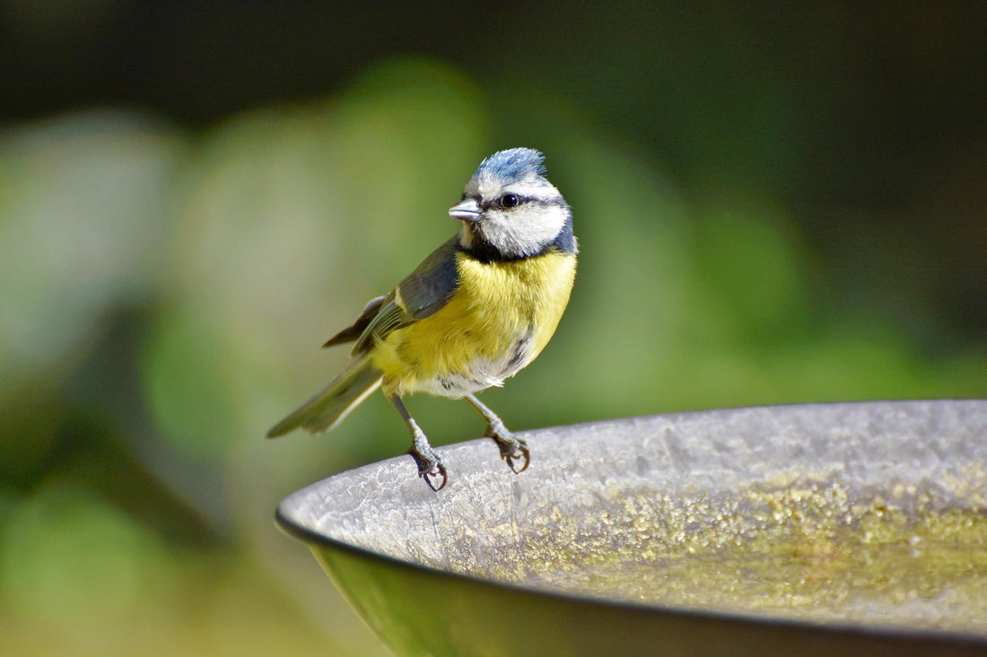 How to Help UK Garden Wildlife in Summer: The Complete Wildlife-Friendly Garden Guide