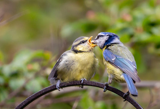 The Bird Haven Box: A Complete Year-Round Kit to Support UK Garden Birds