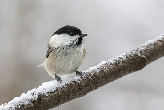 The Wild Winter Box - a wildlife gift to help nature this winter