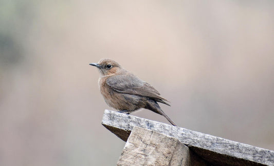 Autumn Bird Feeding Tips: How to Help UK Garden Birds Through the Cold Months