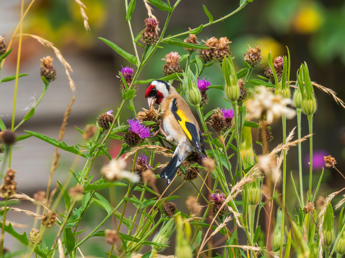 The Bird and Blooms Box
