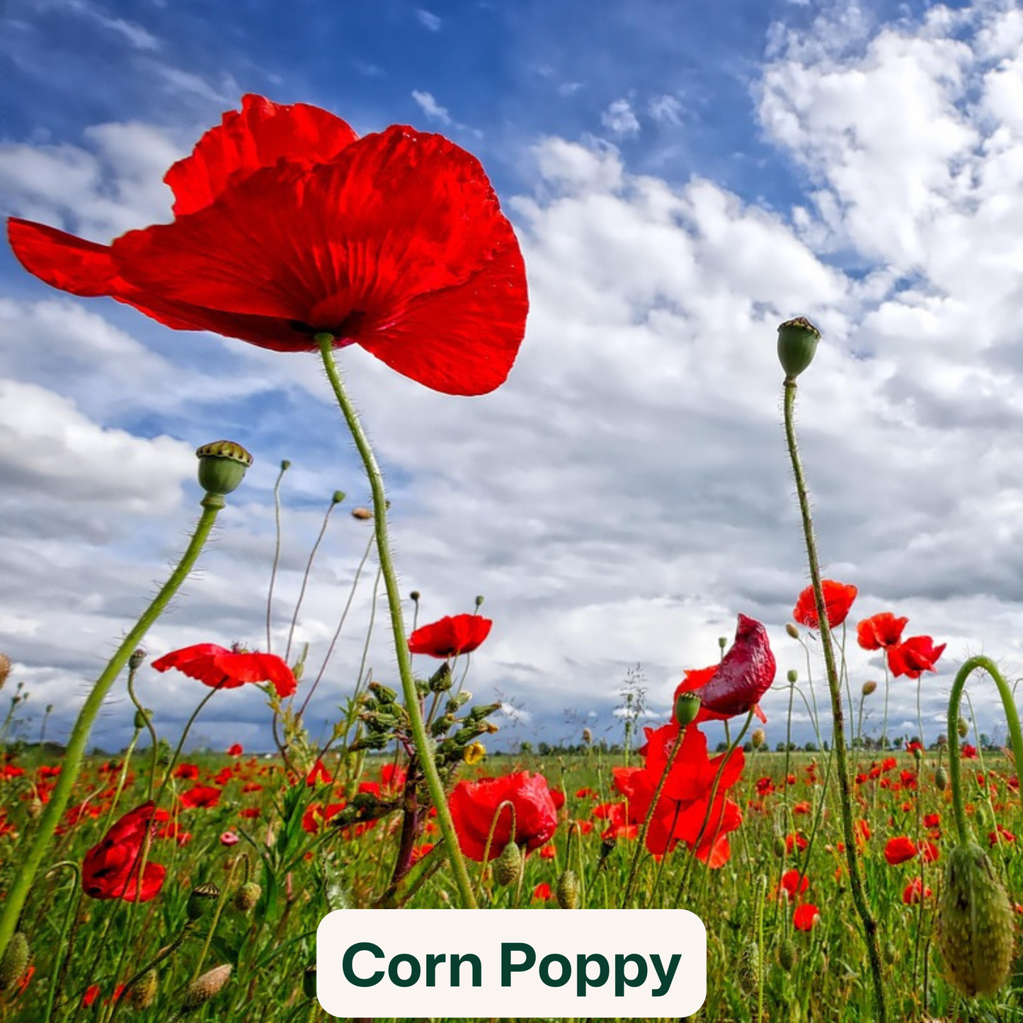 Bird Blooms - wildflower seedballs that produce natural food for garden birds