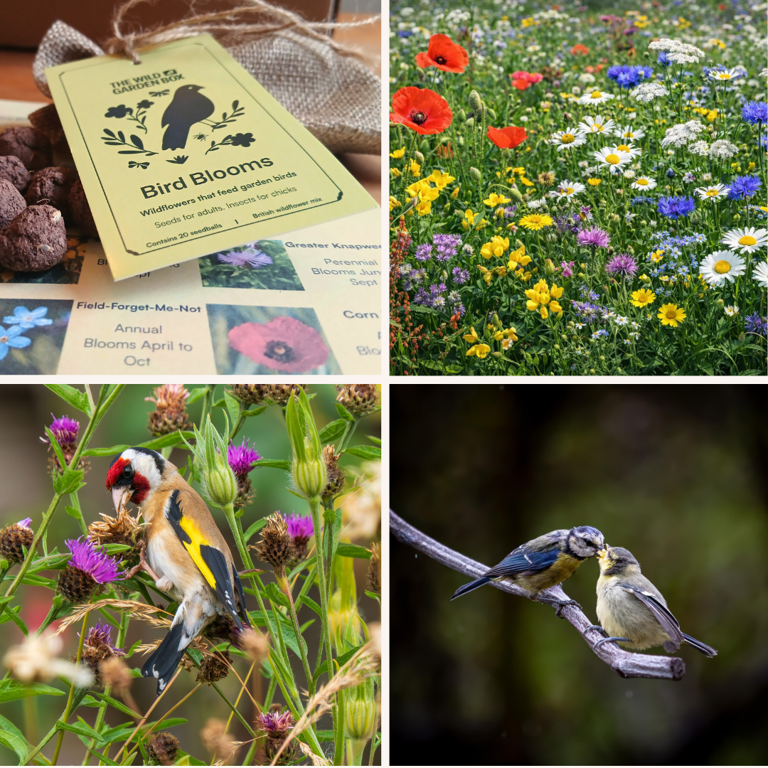 Bird Blooms - wildflower seedballs that produce natural food for garden birds