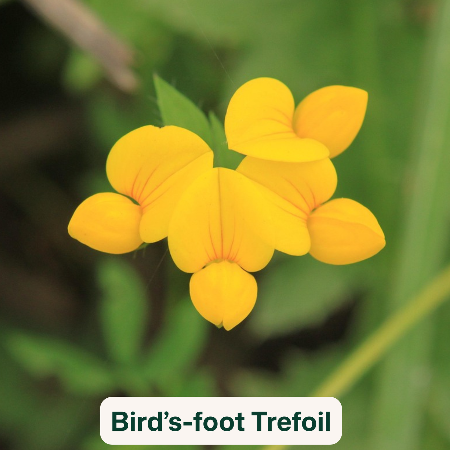 Bird Blooms - wildflower seedballs that produce natural food for garden birds