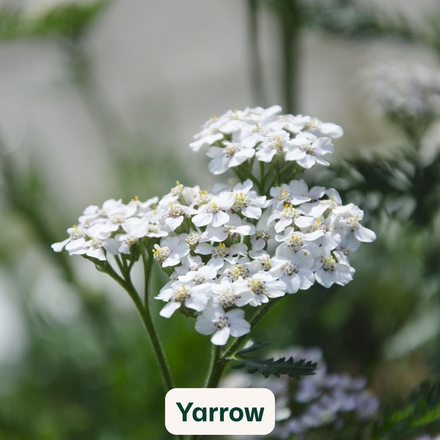 Bird Blooms - wildflower seedballs that produce natural food for garden birds