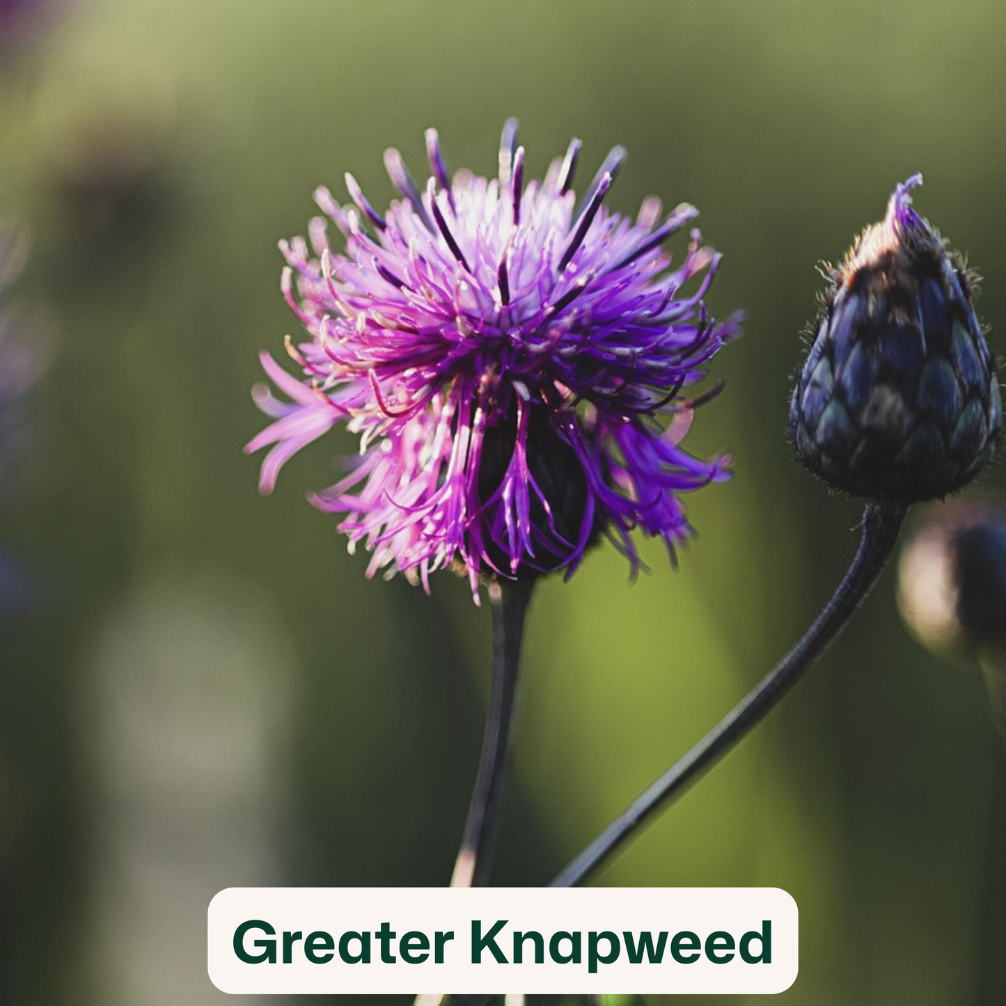 Bird Blooms - wildflower seedballs that produce natural food for garden birds