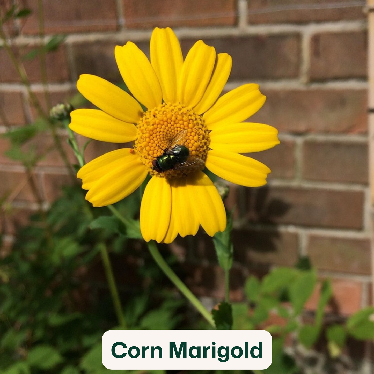 Bird Blooms - wildflower seedballs that produce natural food for garden birds