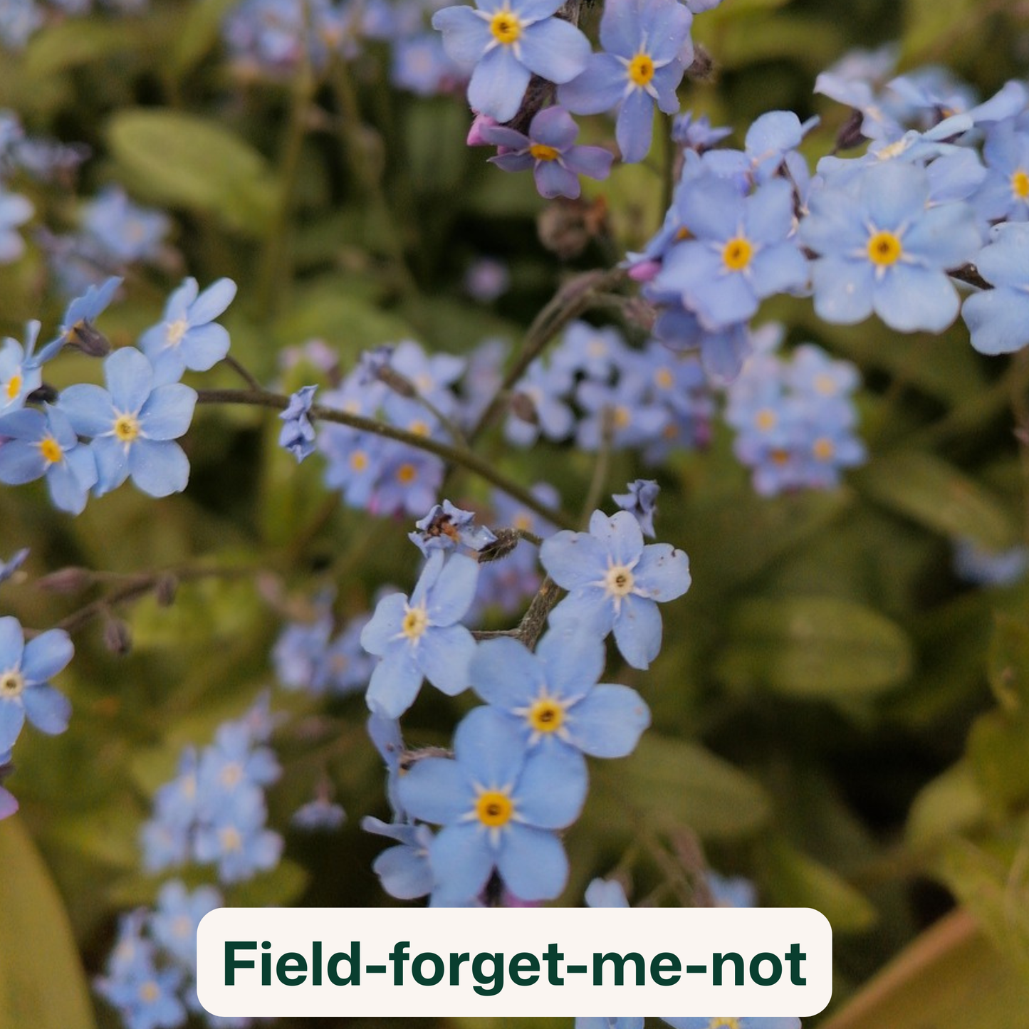 Bird Blooms - wildflower seedballs that produce natural food for garden birds