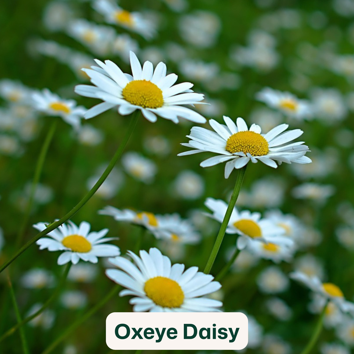 Bird Blooms - wildflower seedballs that produce natural food for garden birds