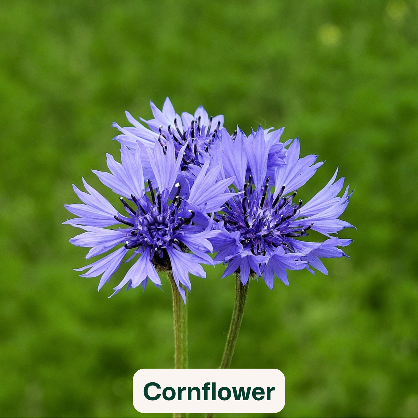 Bird Blooms - wildflower seedballs that produce natural food for garden birds