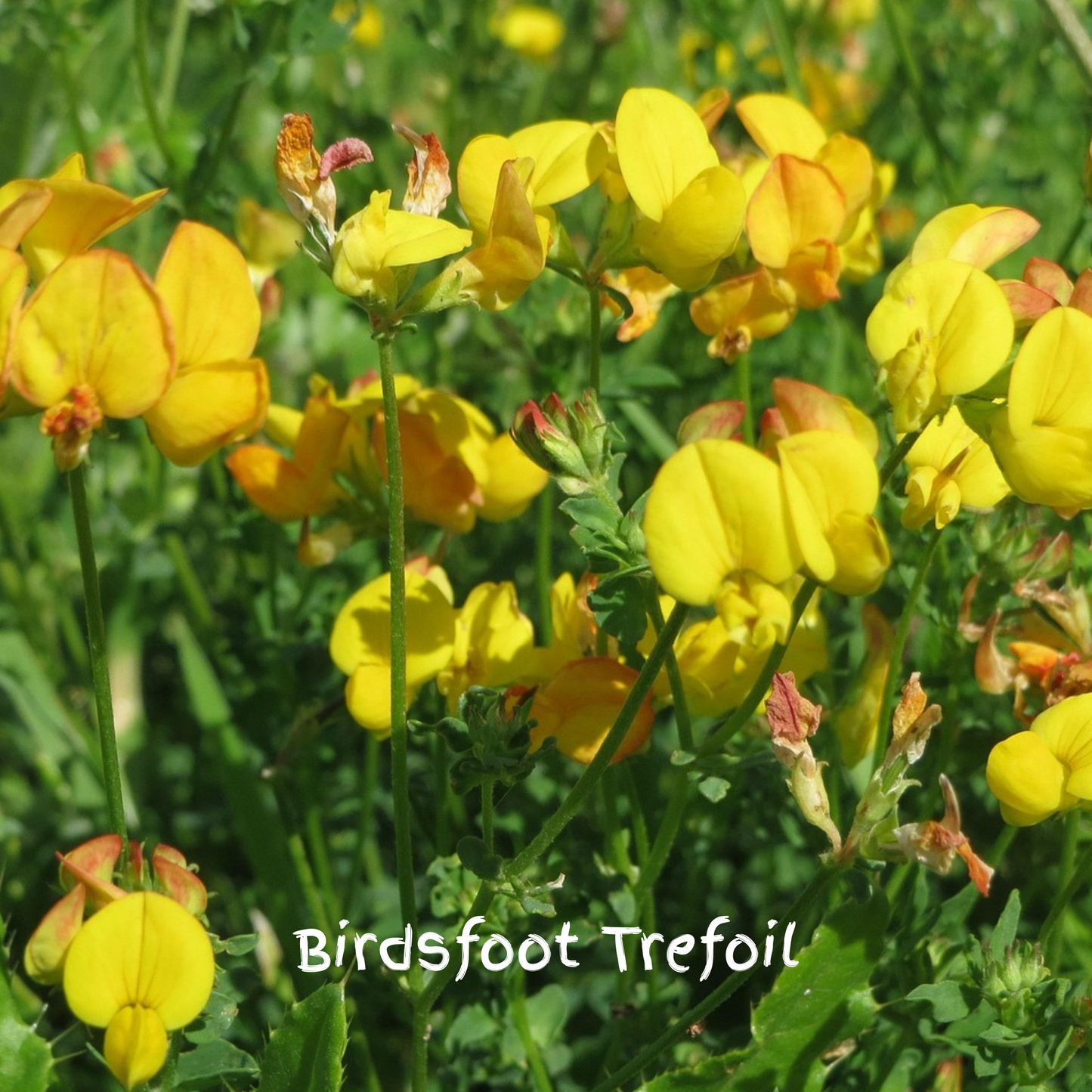 Twilight Mix Seedballs