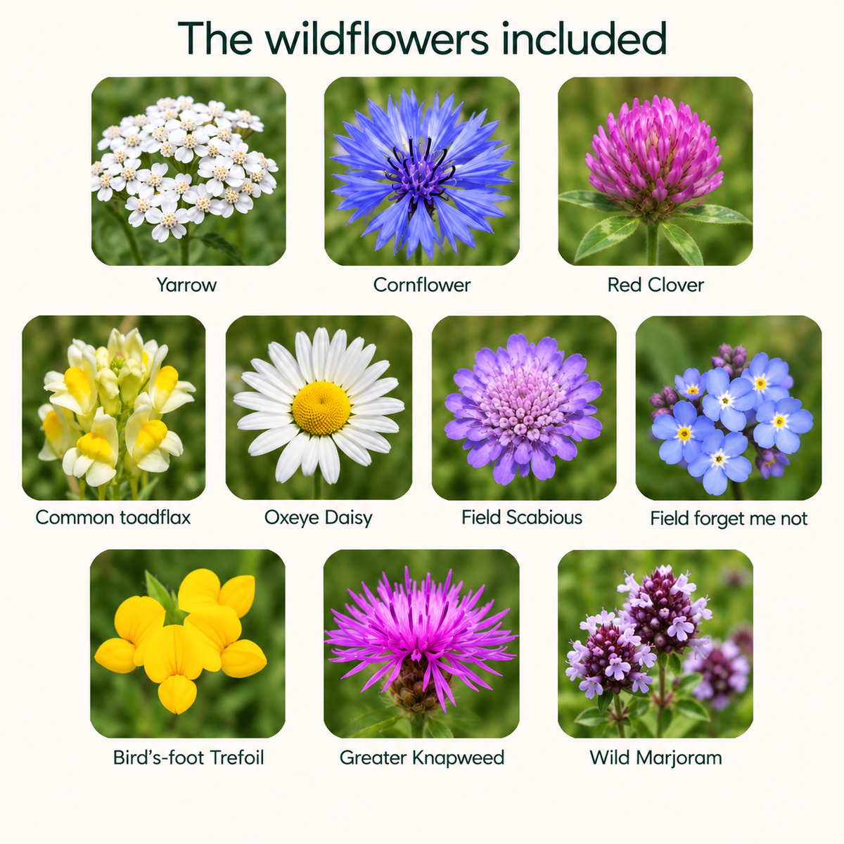 Butterfly Blooms seedballs - Grow your own butterfly food