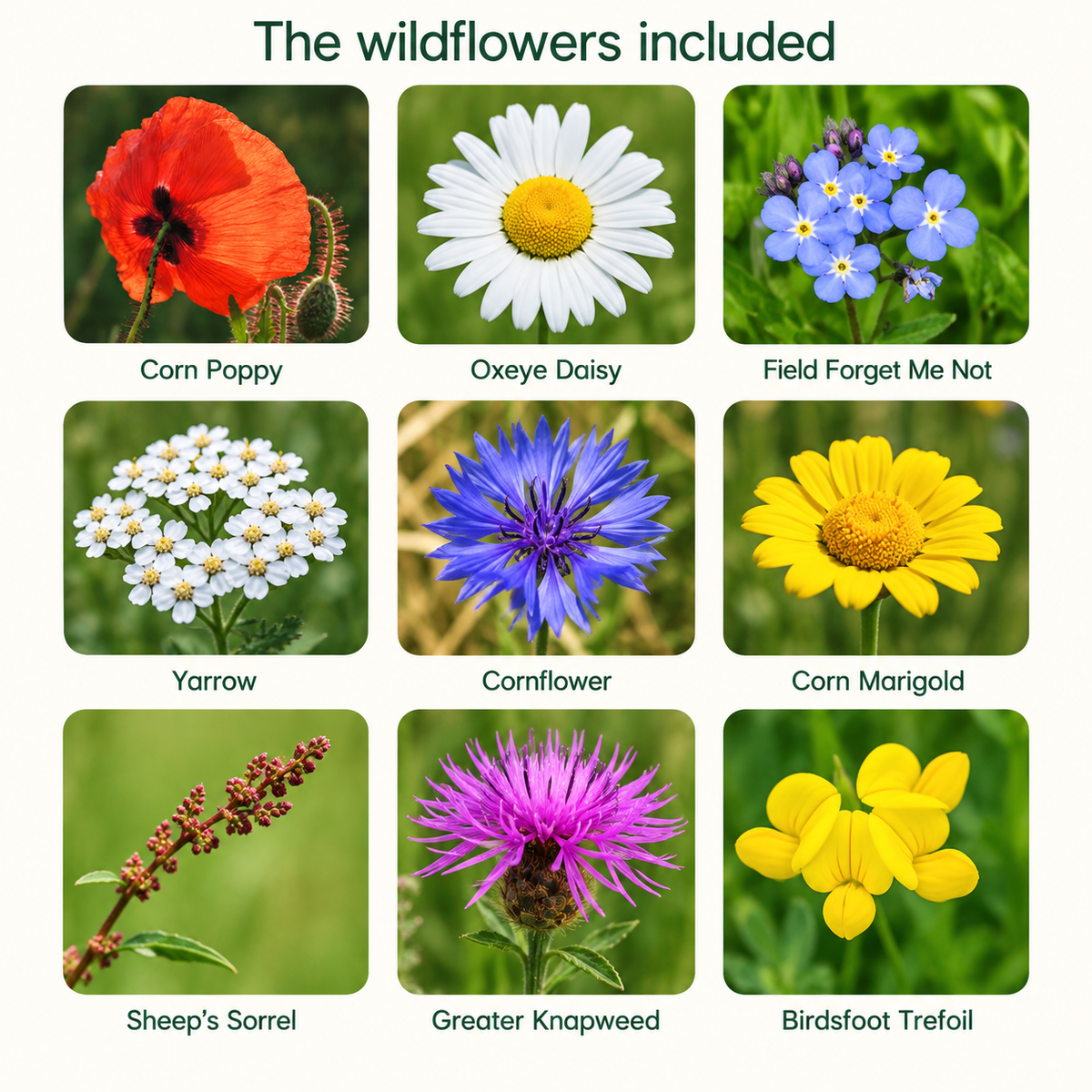 Bird Blooms seedballs - Grow your own bird food