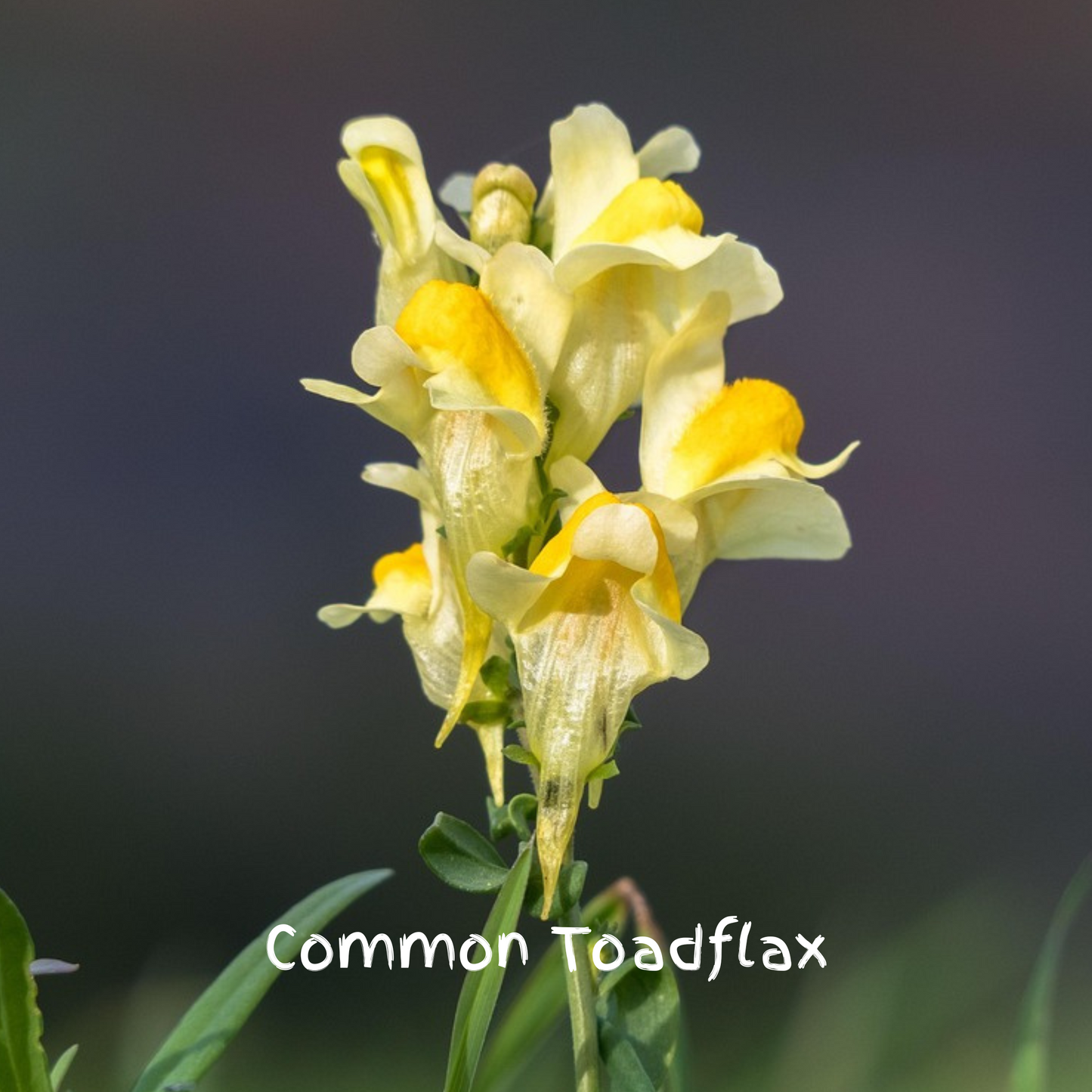 Songbird Mix Seedballs