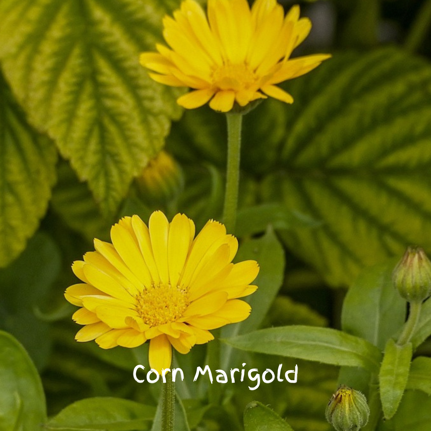 Songbird Mix Seedballs