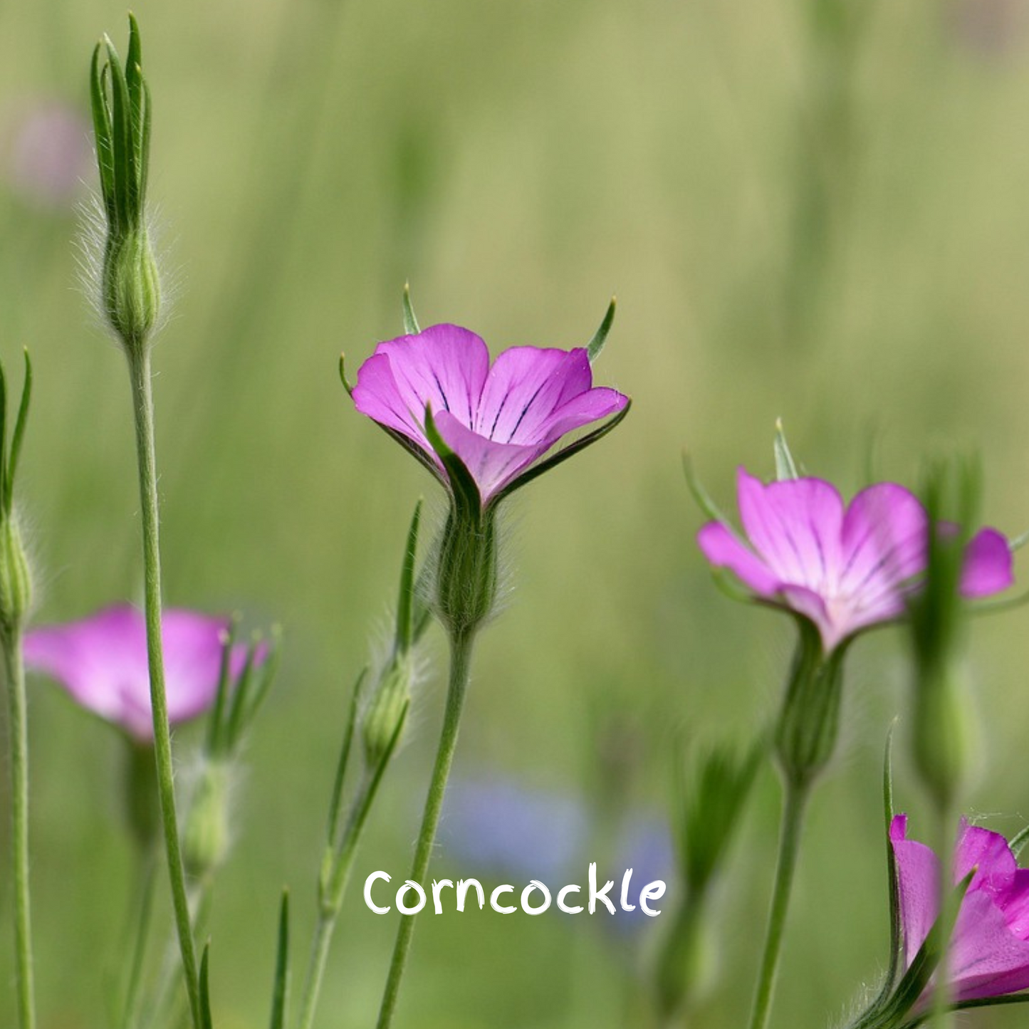 Songbird Mix Seedballs