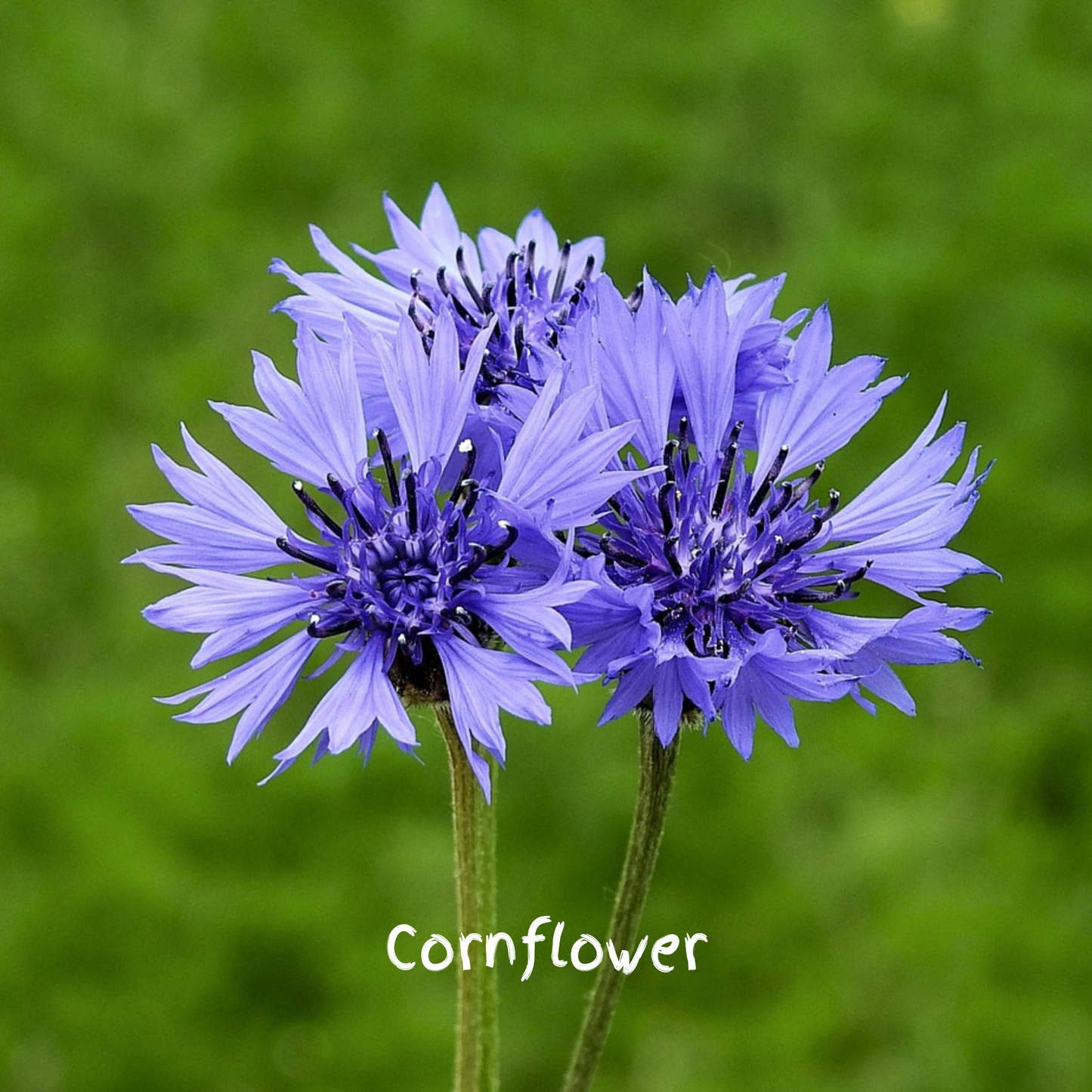 Pollinator Mix Seedballs