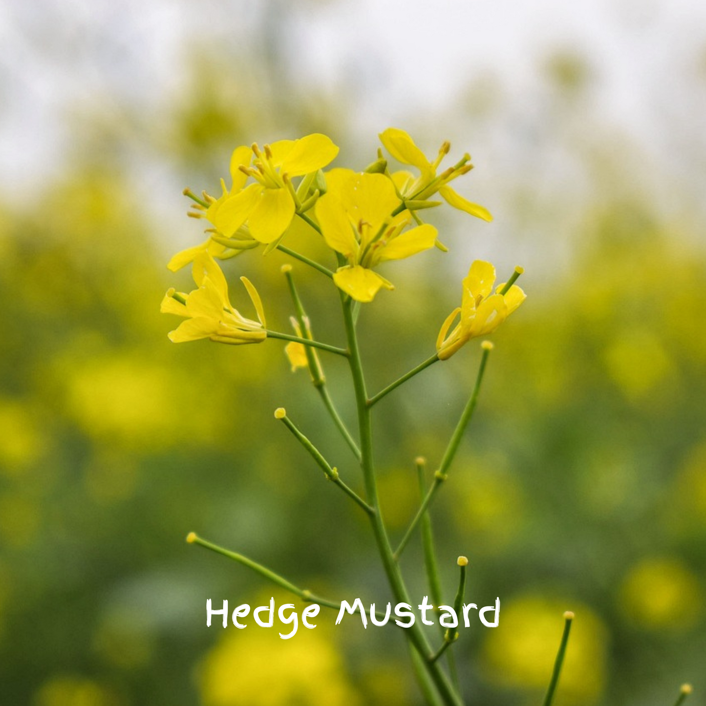 Twilight Mix Seedballs