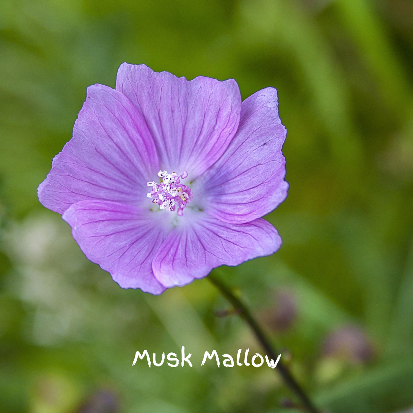 Songbird Mix Seedballs