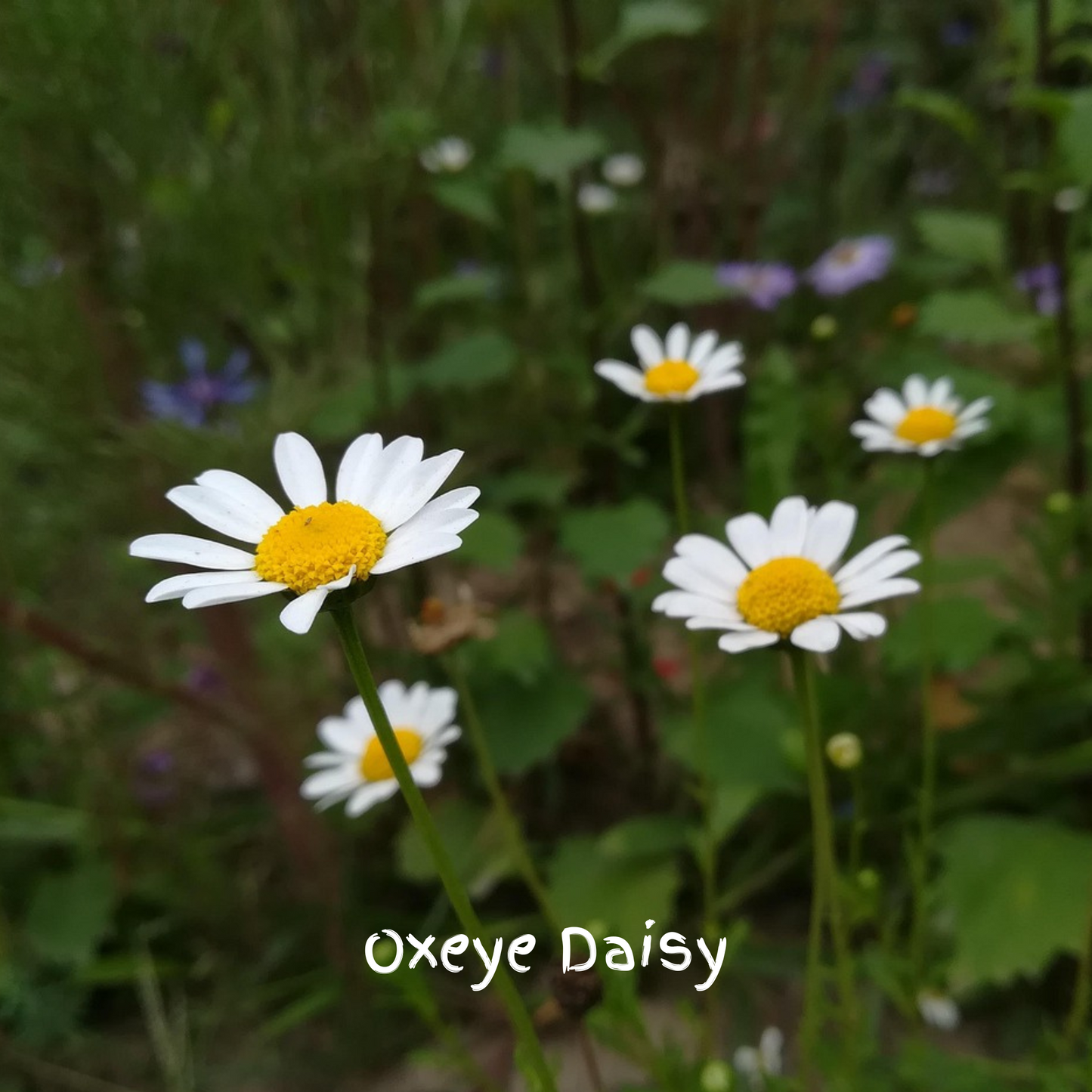 Pollinator Mix Seedballs